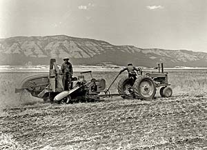 pea_harvest.jpg
